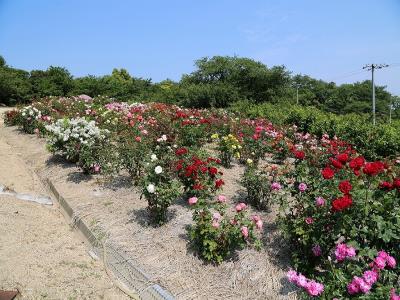 公園管理事務所東のバラ